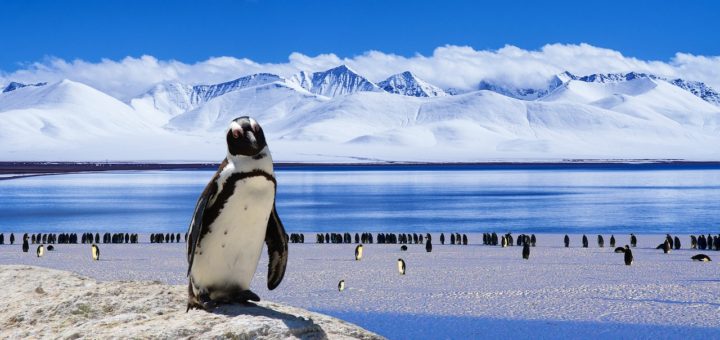 Айсберги Антарктиды могут быть спасены благодаря организованному туризму